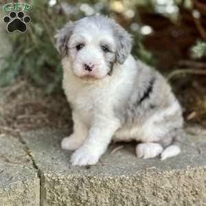 Ryder, Mini Sheepadoodle Puppy